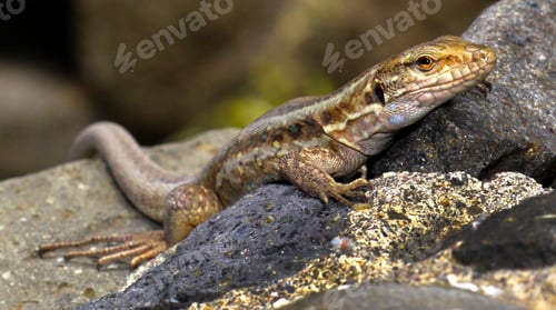 Preview: La Palma lizard, Caldera de Taburiente National Park, Spain