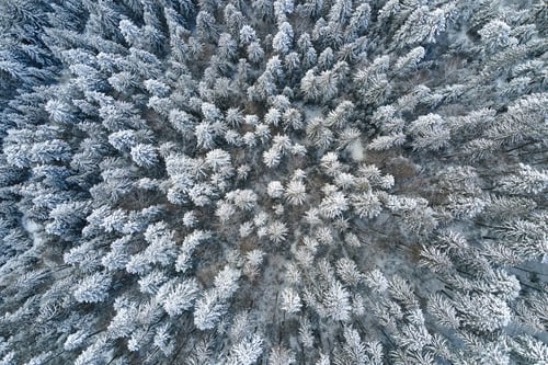 Preview: Top down aerial view of snow covered evergreen pine forest after heavy snowfall in winter mountain
