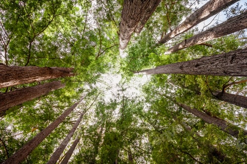 Preview: Looking up in a lush Redwood forest