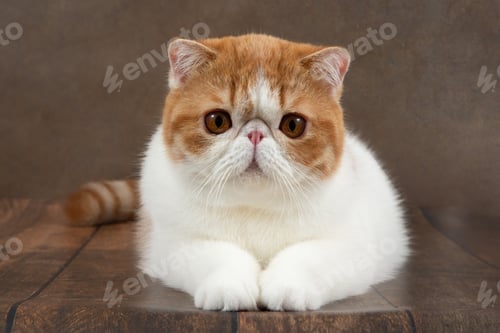 Preview: beautiful exotic shorthair cat lies on the brown background of the studio.