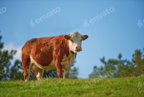 Preview: Hereford - all brown and white