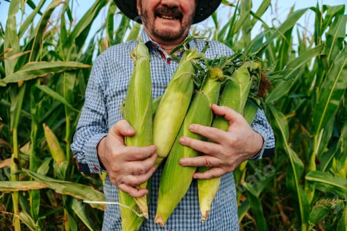 Preview: Close up of hands of an elderly farmer holding cobs of corn, front view, man smiles broadly.