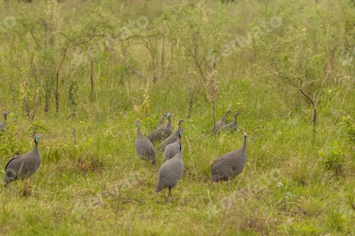 Preview: Wild guinea fowl grazing on the grass