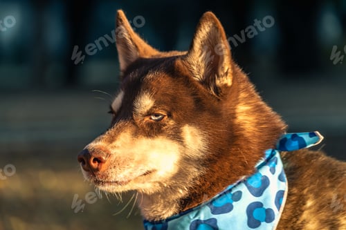 Preview: Husky photoshoot for dog lovers