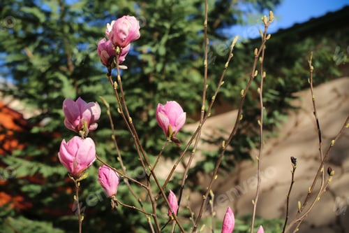 Preview: Different Plants Grow In The Park Background Image
