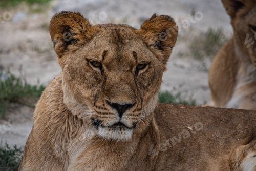 Preview: Portrait of a majestic lioness in the wild