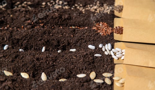 Preview: Sow different seeds in the garden. Selective focus.