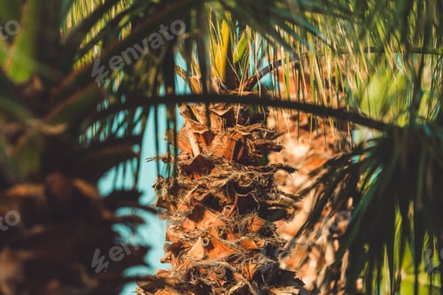 Preview: Palm trees at tropical seaside landscape in summer