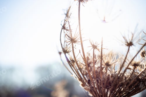 Preview: Beautiful nature landscape with autumn wild flower in sunlight. Autumn plants