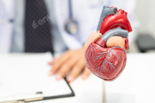 Preview: Cardiovascular disease CVD, Asian doctor holding human anatomy