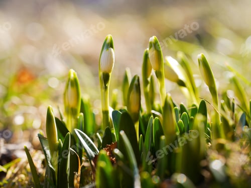 Preview: Snowdrop with blossom