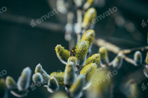 Preview: Selective focus shot of a bee collecting pollen from pussy willow tree branch