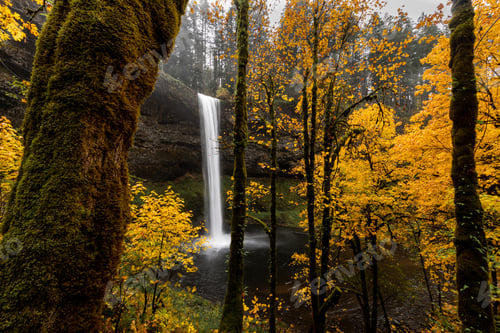 Preview: Forest of golden autumn trees and beautiful waterfall