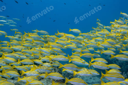 Preview: School of Bengal snapper fish in the sea
