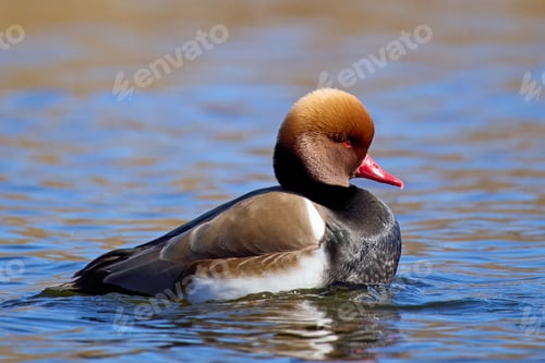 Preview: Red-crested pochard (Netta rufina)