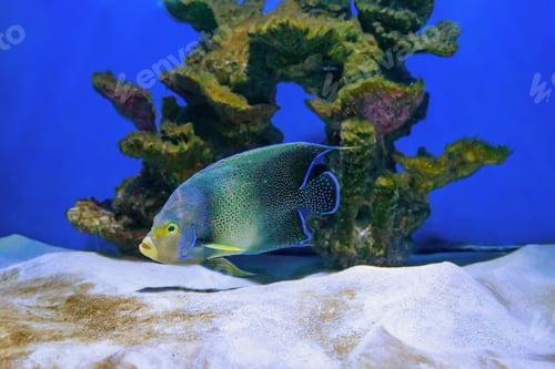Preview: Beautiful Blue Fish Swimming In The Aquarium, Pomacanthus Semicirculatus, Semicircle Angelfish
