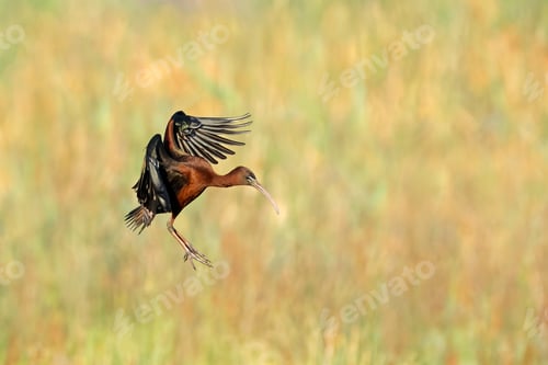 Preview: Glossy ibis in flight - South Africa