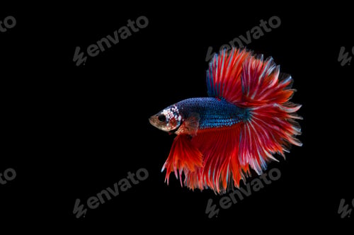 Preview: Beautiful colorful of siamese betta fish