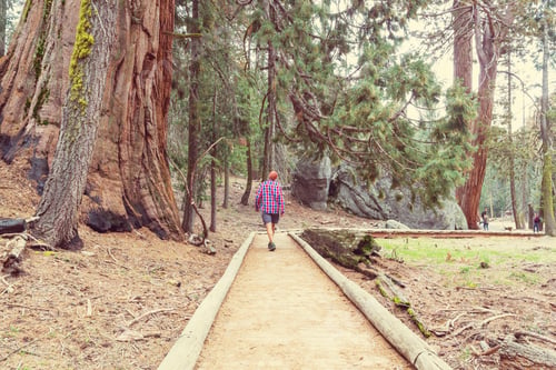 Preview: Sequoia