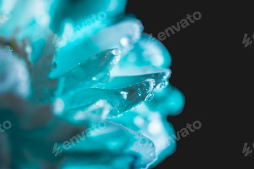 Preview: close up of blue flower with drops on petals, isolated on black