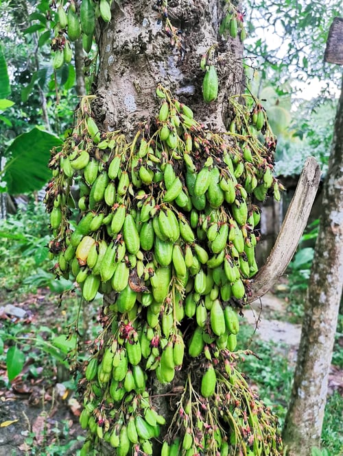 Preview: A bunch of cucumber tree. Scientific name is Averrhoa bilimbi.