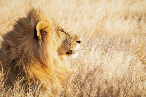 Preview: Animals in the wild - Lion at sunset in Samburu National Reserve, North Kenya