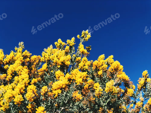 Preview: Blue sky and beautiful flowers