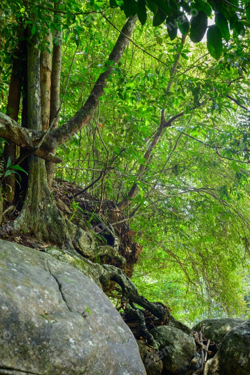 Preview: Wilderness tropical rain forest with moss-covered rocks and lots of roots above rock boulders