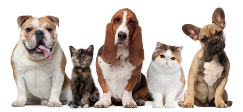 Preview: Group of cats and dogs in front of white background