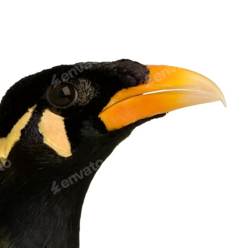 Preview: Common Myna - Acridotheres tristis