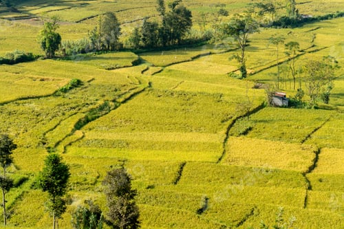 Preview: Terrace Farming Nepal