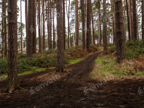 Preview: Dirt Tracks Through Woodlands