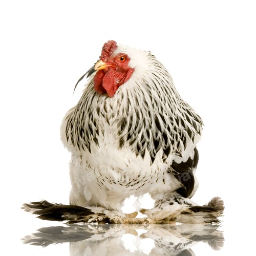 Preview: Rooster