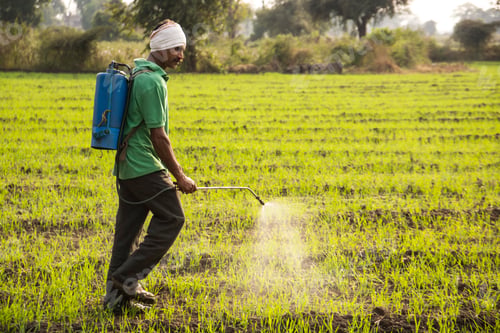 Preview: Indian farmer spraying pesticides in field. An Indian farming scene.