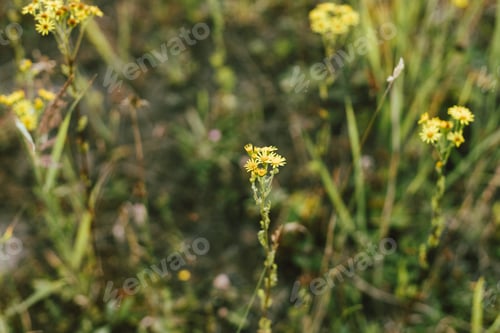 Preview: Wildflowers in summer meadow. Yellow flowers close up in countryside. Senecio.