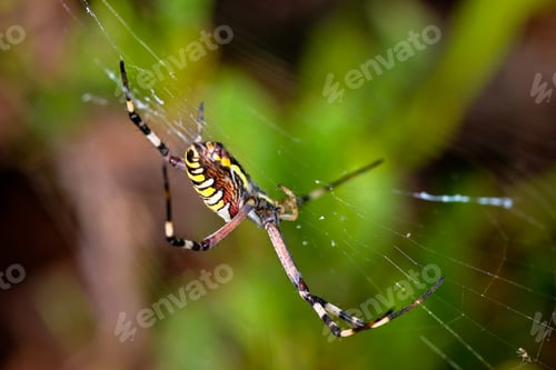 Preview: Spider, Argiope bruennichi