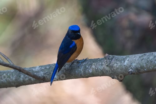 Preview: Colorful bird perched in forest