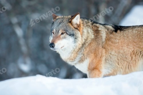 Preview: Wolf standing in the cold winter forest