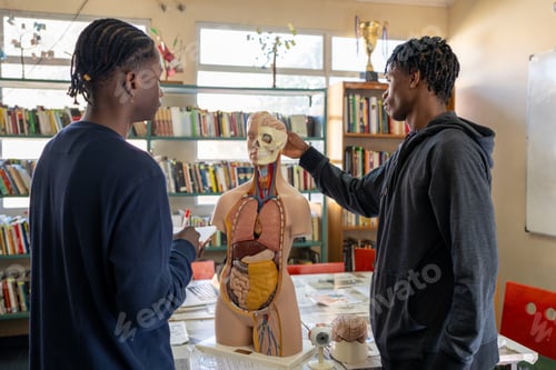 Preview: Students learning human anatomy using scientific model