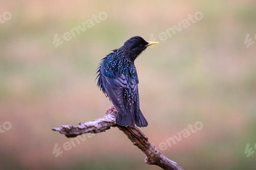 Preview: Common starling or European starling