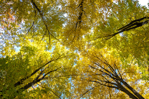 Preview: Perspective from down to up view of autumn forest with bright orange and yellow leaves.
