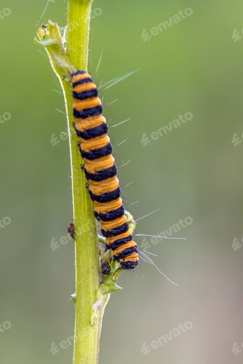 Preview: Colorful caterpillar of six spot burnet