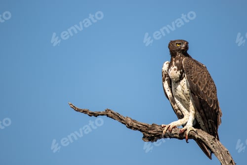 Preview: Martial Eagle, Polemaetus bellicosus, Martial Eagle perched on a dead branch