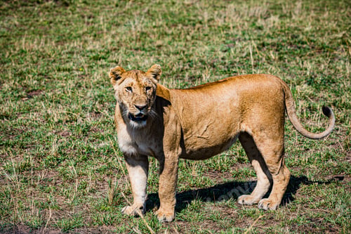 Preview: Lion Lioness Cub Wild Cat Big Five Wildlife Animals