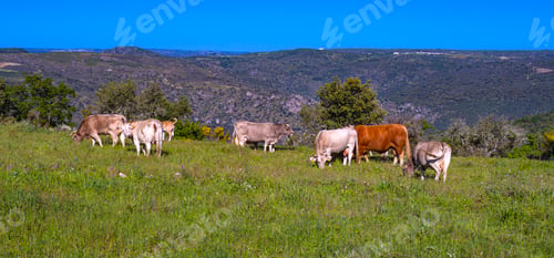 Preview: Grazing Cows, Arribes del Duero Natural Park