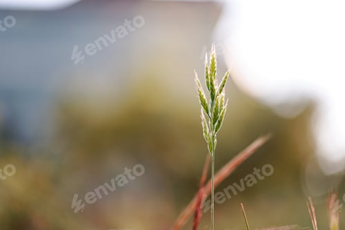 Preview: Dry grass, reeds, stalks blowing in the wind at golden sunset light. Nature, summer, grass concept