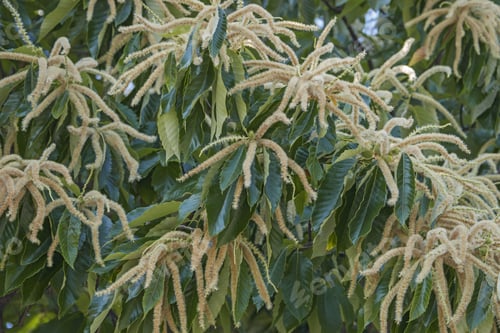 Preview: American Chestnut Male Flowers (Castanea Dentata)
