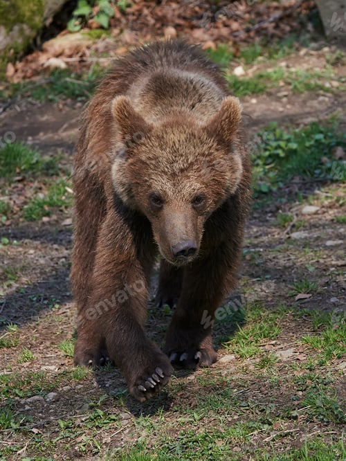 Preview: Brown bear (Ursus arctos)
