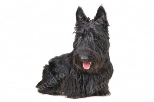Preview: Scottish terrier