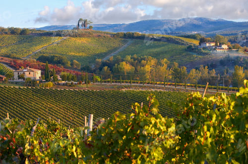 Preview: Chianti classico vineyards in autumn